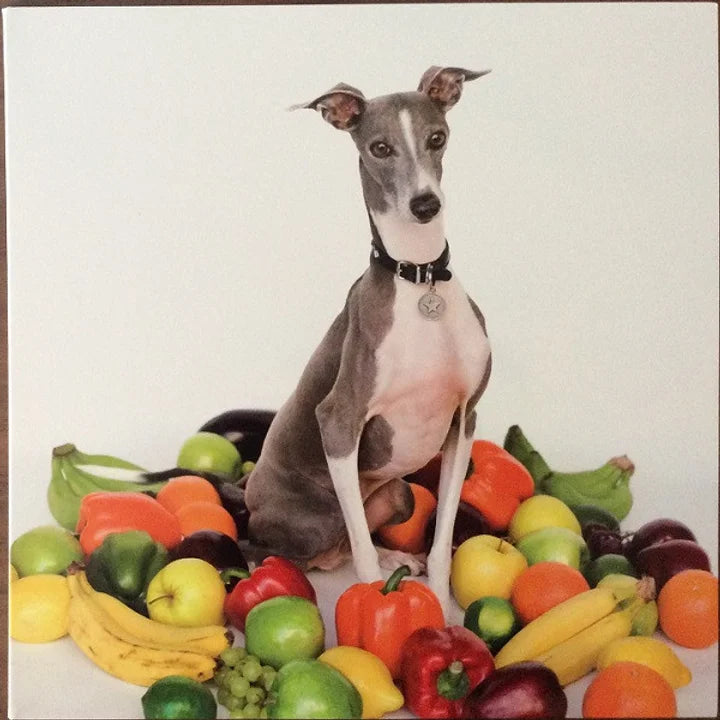 Shellac – Excellent Italian Greyhound